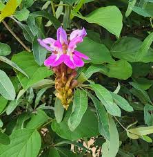 Image result for Brachycorythis lastii