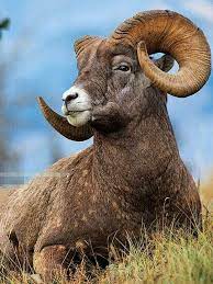 Pin By Mary Pointer On Animal Photography Zoo Animals Photos Animals Wild Animals Photos