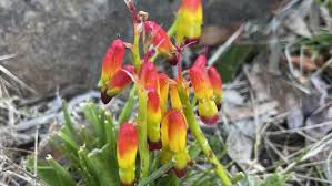 Image result for Queenslandiella