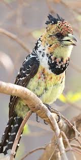 Birds Of South Africa Pictures And Names Pin On Birds