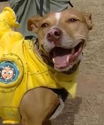Stray Pit Bull Saves A Woman And Child From Attacker Video Good News Network