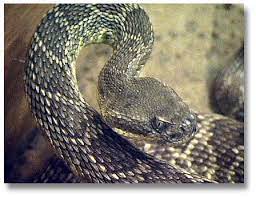 The western diamondback rattlesnake is a species of rattlesnake found in the southwestern united states and down into parts of mexico. Rattlesnakes Desertusa
