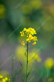 Image result for Brassica juncea