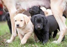 Yellow lab pups, ivory lab puppies, fox red lab pups, white lab puppies, white labrador breeder, labrador retriever for sale. Labrador Puppies For Sale Mn