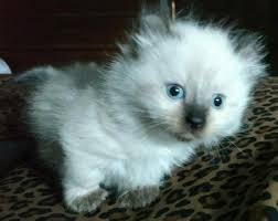 Find many great new & used options and get the best deals for munchkin: Pennysaver Balinese Munchkin Kittens In Merrick Nebraska Usa