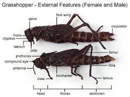 These palps allow the grasshopper. Grasshopper Dissection Grasshopper Dissection Biology