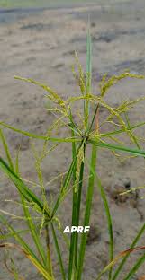 Image result for Cyperus tenax