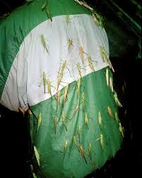 Image result for Nesaea schinzii