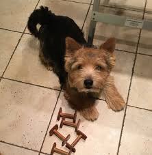 Choose from obedience trained, family trained, protection trained or guard dogs. Home