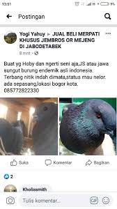 Umumnya orang menyebut burung merpati dengan burung dara atau ada penyebutan lainnya. Merpati Hashtag On Twitter