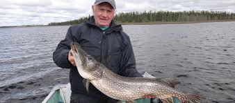 As such, it can be found in all of the northern hemisphere's continents. Ontario Pike Fishing Ontario Northern Pike Fishing Fly In Outpost Camp
