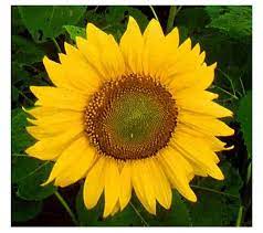 Helianthus Annuus Flower Juice Best Flower Wallpaper