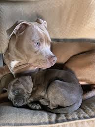 6 Week Black And White Pitbull Puppy 6 Month Old Snuggles Our 7 Week Old Puppy I Love Pits Cute Animals Puppies Animals