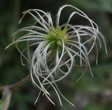 Image result for Clematis villosa