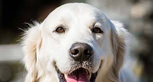 English Cream Golden Retriever Your Pale Goldie