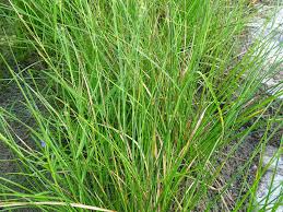 Image result for Rhynchospora holoschoenoides