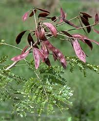 Image result for Limeum pterocarpum