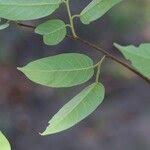 Image result for Marquesia macroura