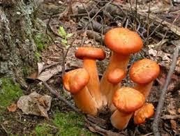 Of the 10,000 known types of mushrooms, about 270 can be found right here in florida! Omphalotus Illudens