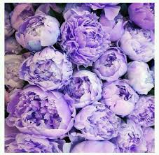 Best Ever Blueberry Coffee Cake With Lemon Glaze Rezept Lila Pfingstrosen Liebe Blumen Pfingstrosen