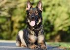 German shepherd shedding- A Complete guide to control ...