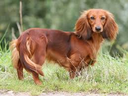 Each dachshund or other dog, even with the same breed has a unique personality. Dachshund Australian Dog Lover