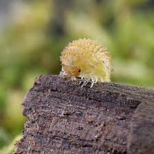 Image result for Disa brevicornis