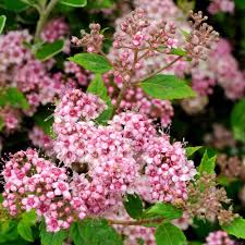 Image result for Spiraea japonica ´Little Princess