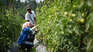 Tujuan revolusi hijau adalah meningkatkan produktivitas pertanian dengan cara penelitian dan eksperimen bibit unggul. Opini Modernisasi Pertanian Era Revolusi Industri 4 0 Harianjogja Com