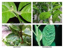 Antara muasaalah tanaman limau purut ialah serangan oleh sejenis serangga iaitu ulat pengorek daun (phyllocnitis citrella), koya, lalat buah (bactocera spp) dan kumbang cockchafer (makan pucuk muda). Perosak Lemon Dan Memerangi Mereka Di Rumah Rawatan Dan Pencegahan Penyakit Pada Pokok Lemon Dalaman