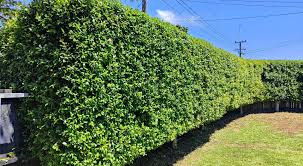 Image result for Eugenia