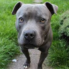 Staffordshire bull terrier leather dog harness collar &lead set brass knot sale! Staffordshire Bull Terrier Pdsa