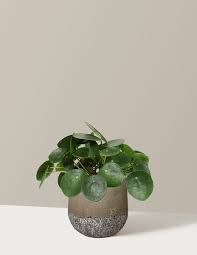 Image result for Pilea johnstonii