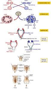 Frontiers | Disorders of Sex Development of Adrenal Origin