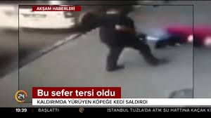 Adana Da Kaldirimda Yuruyen Kopege Kedi Saldirdi Youtube