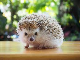 Hedgehog Veja Preco Custos De Criacao E Onde Comprar Guia Animal