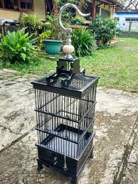 Pleci merupakan burung koloni, atau hidup berkelompok bersama sejumlah burung sejenis. Terjual Kandang Burung Pleci Kaskus