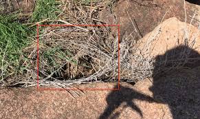 Bildergebnis für rattlesnake