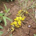 Image result for Crotalaria chrysochlora