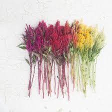 Pin On Grow Floret