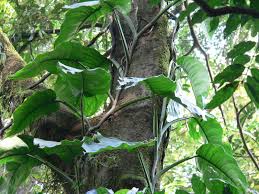 Image result for Culcasia