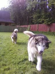 The alaskan malamute is a large breed of dog that was originally bred for their strength and endurance to haul heavy freight as a sled dog and hound. Alaskan Malamut Przyjemne Z Pozytecznym Nasze Miasto