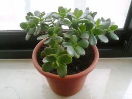 You will have many results for searching for best indoor flowering house plants. 32 Great House Plants To Bring Greenery Indoors Choice Home Warranty