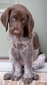 A Quoi Tu Penses Mon Petit Tresor Animaux Adorables Toutous Chiot