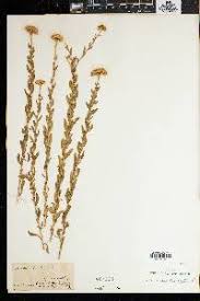 Image result for Aedesia glabra