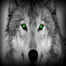 The blue of the eyes really sets it if off and mingles well with the blue jewelry. Wolf Lovers Place Photo Wolf Green Wolf Tattoos Wolf Eyes Green Eyes