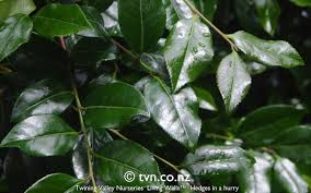We did not find results for: Camellia Sasanqua Tanya Rich Dark Green Dense Foliage Camellia Sasanqua Valley Nursery Plant Leaves