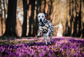 Jan 06, 2017 · often times these flowers are so good that they look exactly like the real thing, especially if they're planted in flower pots. 17 Flower Dog Names
