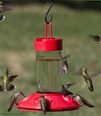 Amazon business everything for your business: Create A Hummingbird Habitat Tips To Get The Job Done