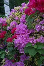 Without more information, it is hard to say. Bougainvillea Plant Care And Growing Tips You Must Know Florgeous